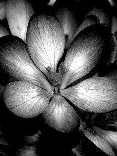 Сиреневый цветок обои