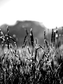 Поле пшеницы обои