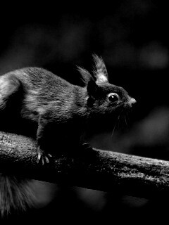 Белочка на ветке обои