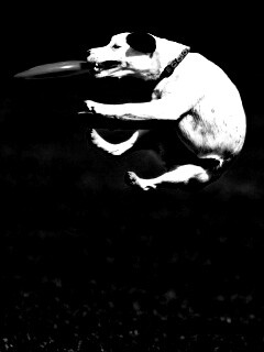 Ловкач обои