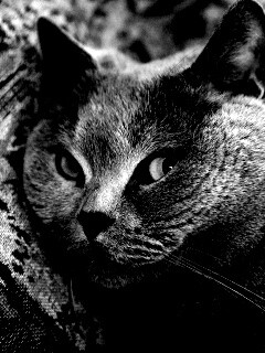 Щекастый британский котик обои