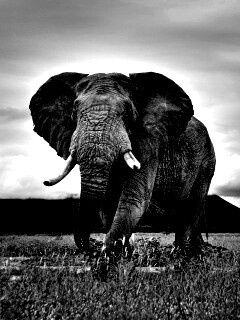 Слон на прогулке обои