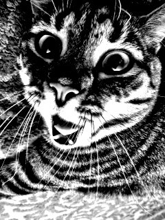 Спалившийся на ковре кошак обои