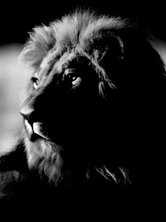 Царь зверей обои