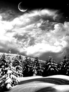 Зимний еловый лес обои