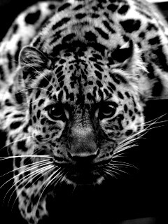 Леопард в зоопарке обои