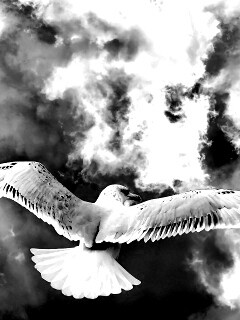 Гордая птица в полете обои