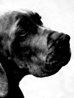 Грустная собака обои