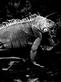 Большая игуана обои