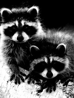 Полосатики обои