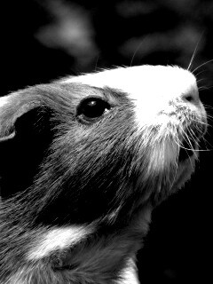 Морская свинка - романтик обои