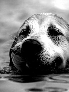 Пёс с игрушкой в зубах обои