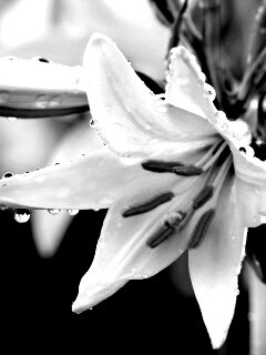 Белая лилия обои