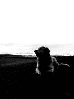 Красивая собака на оранжевом песке обои