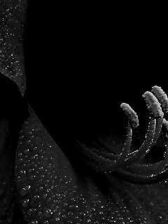 Красная манящая лилия обои