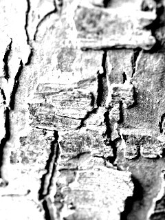 Белая кора обои