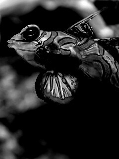 Разноцветная рыбка обои