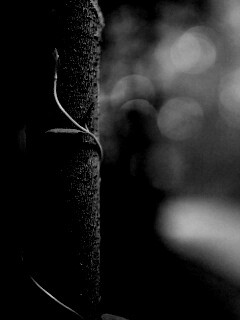 Стебелек на стволе деревца обои