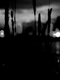 Камыш на фоне вечерних огней обои