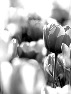 Красивые тюльпаны обои