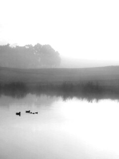 Ducks on a Misty Pond обои