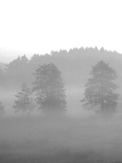 Розовый лес обои