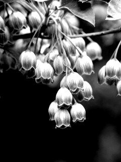 Красные колокольчики обои