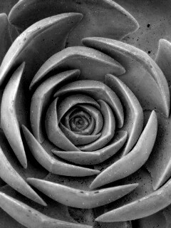 Зеленый цветок обои