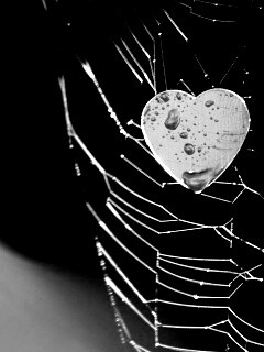 Сердце в паутине обои