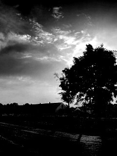 Закат на фоне дерева в HDR обои