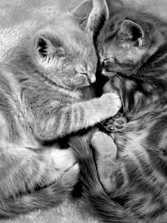 Рыжие котята в обнимку обои