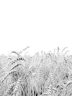 Поле колосьев обои