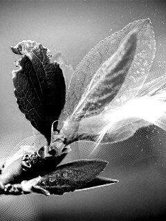 Разноцветные листья обои