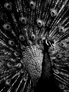 Красивый павлин обои