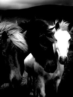 Мустанги обои