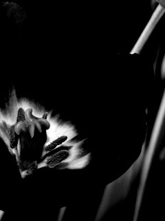 Фиолетовый цветочек обои