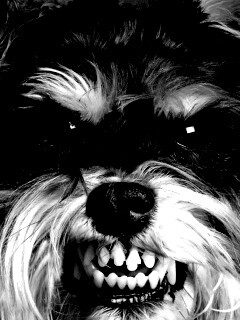 Терьер вне себя обои