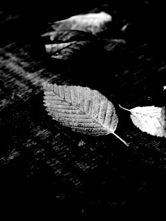 Опавшая листва обои