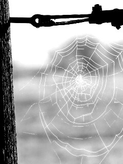 Паутина 51 обои