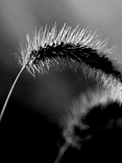 Травинка обои