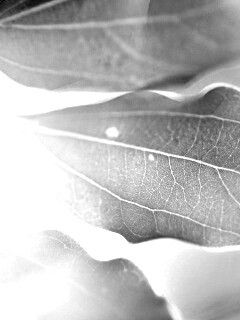 Радужные листья обои