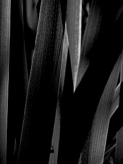 Стебли травы обои