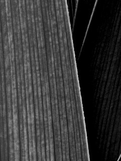 Стебли обои