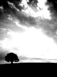 Холм и дерево обои