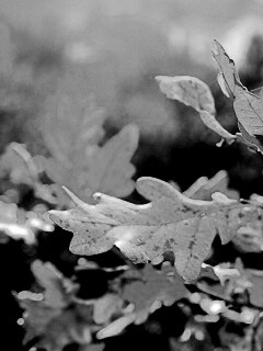 Дубовые листья обои