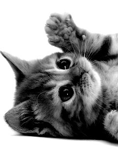 Котёнок обои