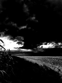 Кукурузное поле обои