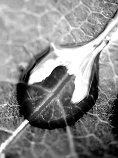 Две капли на красном листке обои