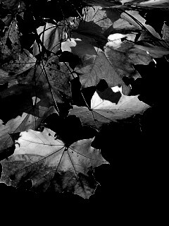 Колоритные осенние листья обои