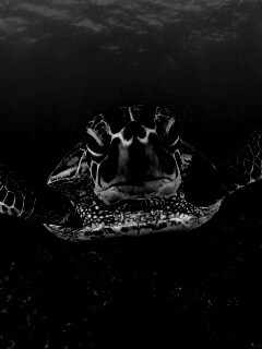 Морская черепаха обои